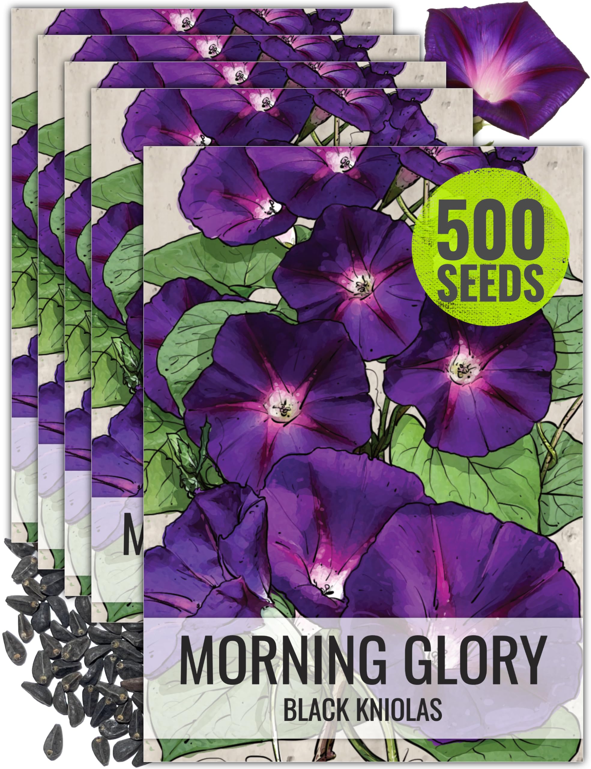 Amazon.com : Seed Needs Black Kniolas Morning Glory Seeds for