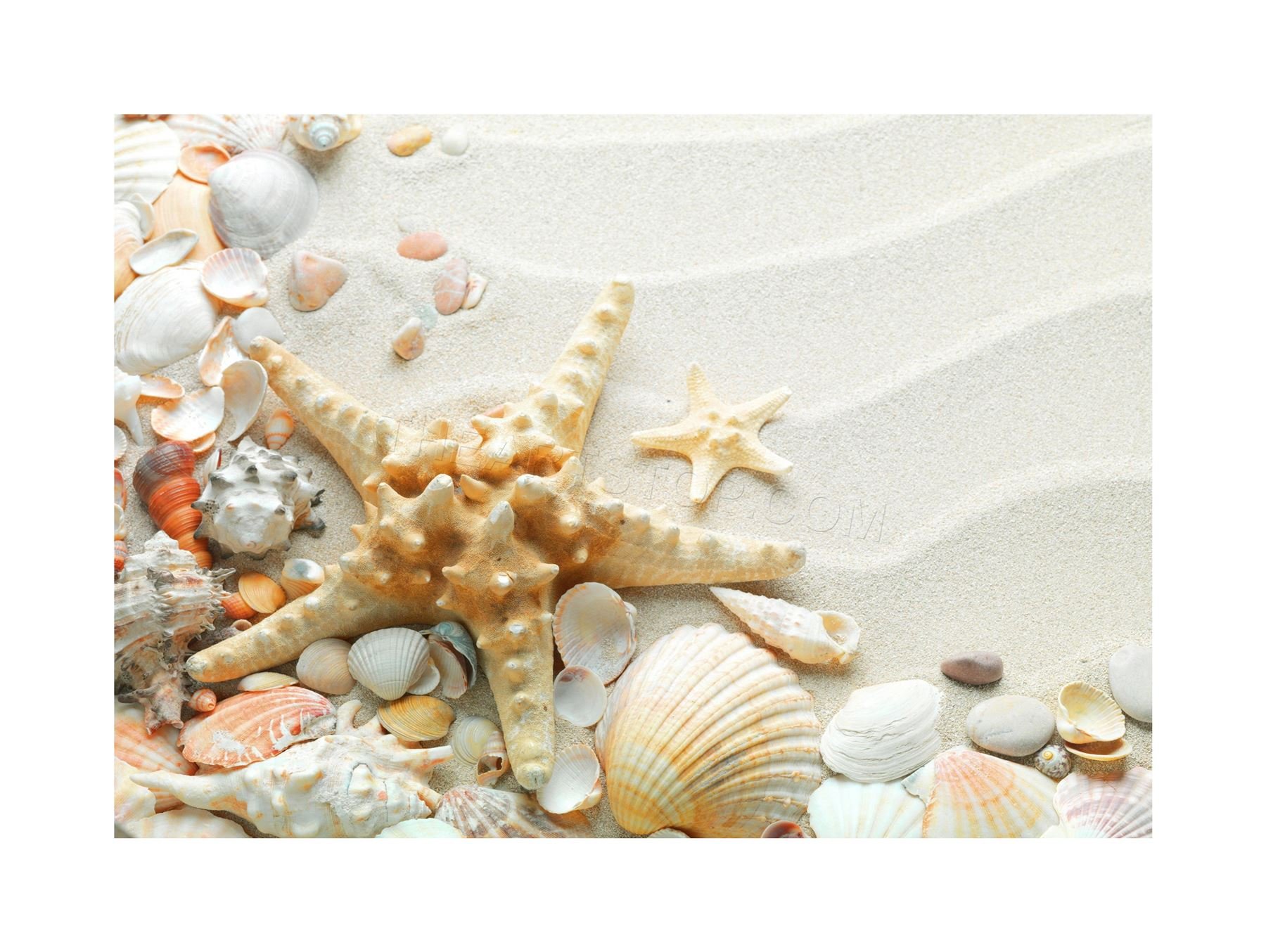 Wee Blue Coo Photo Sand Starfish Seashells Beach Summer Wall Art Print