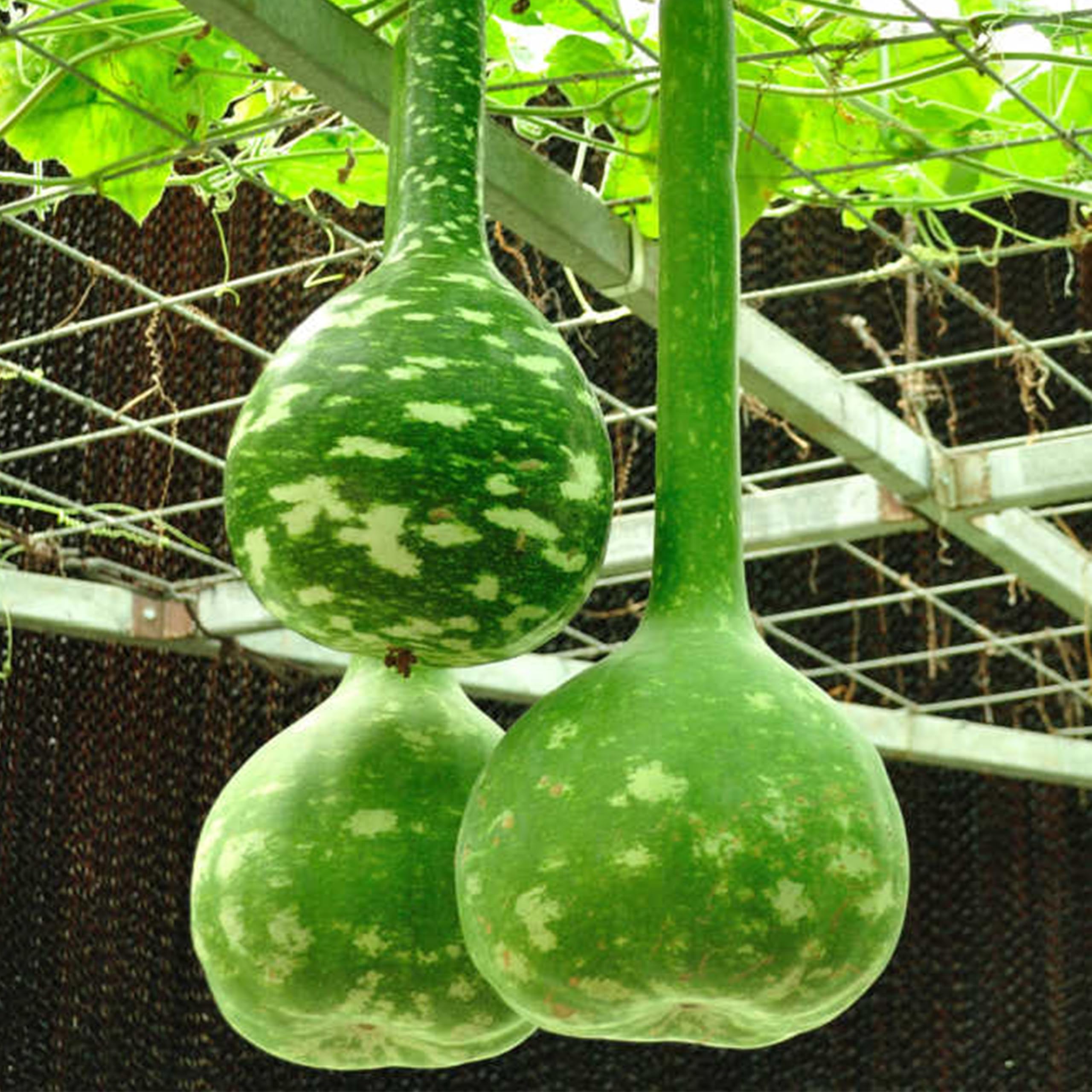 KVITER 10 Dipper Gourd Seeds (Lagenaria Siceraria) – Long Handle Dipper Gourd, Heirloom Seeds Non GMO Organic – Perfect Gourds for Crafts – Great for Outdoor Vegetable Garden, Containers & Trellises