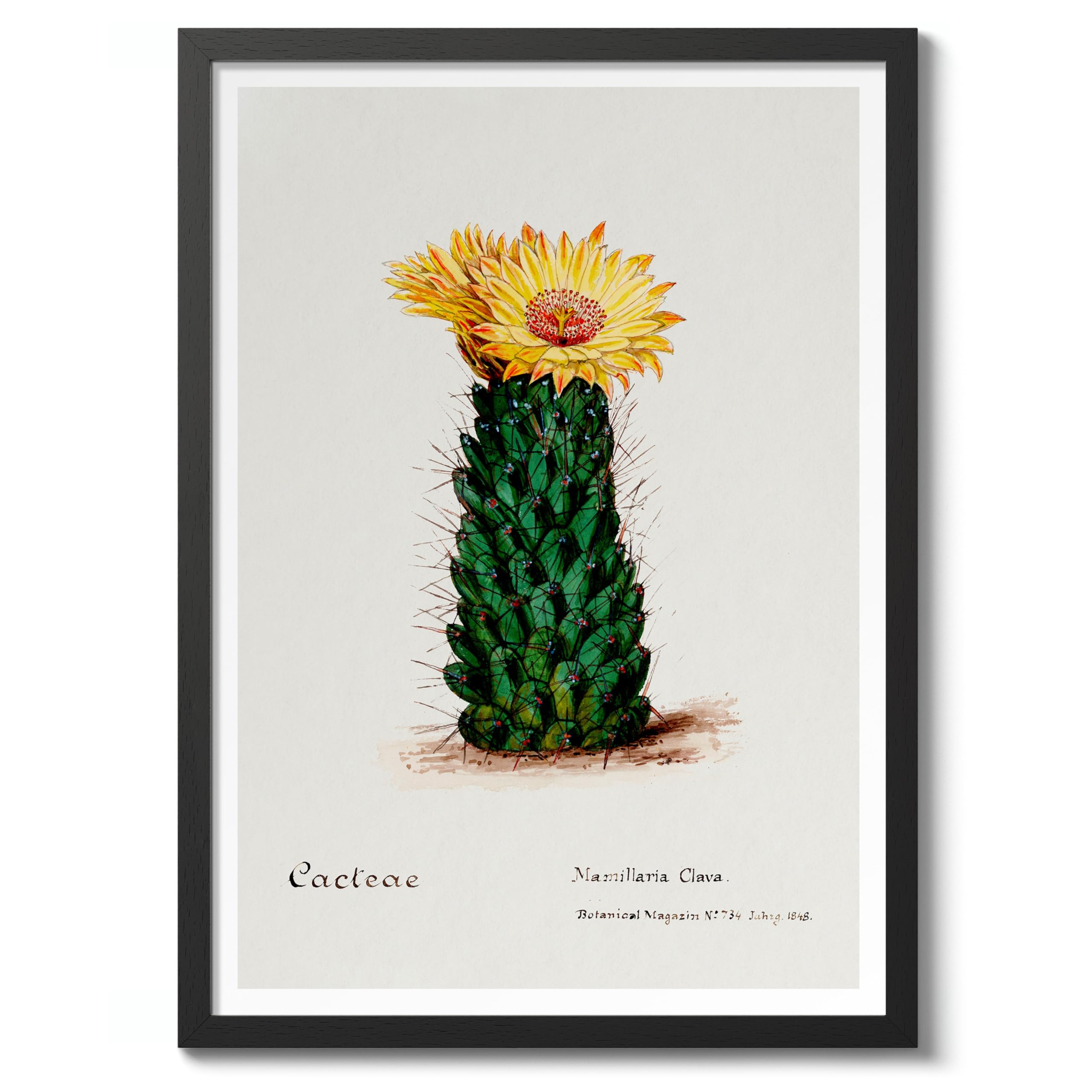 Beehive Cactus Pierre Joseph Redoute Poster, Vintage Botanical Prints, Encyclopedia Retro Illustration Wall Art Plants Pictures, Bedroom Home Decor, 50x70cm (Black Frame) - 53x73cm