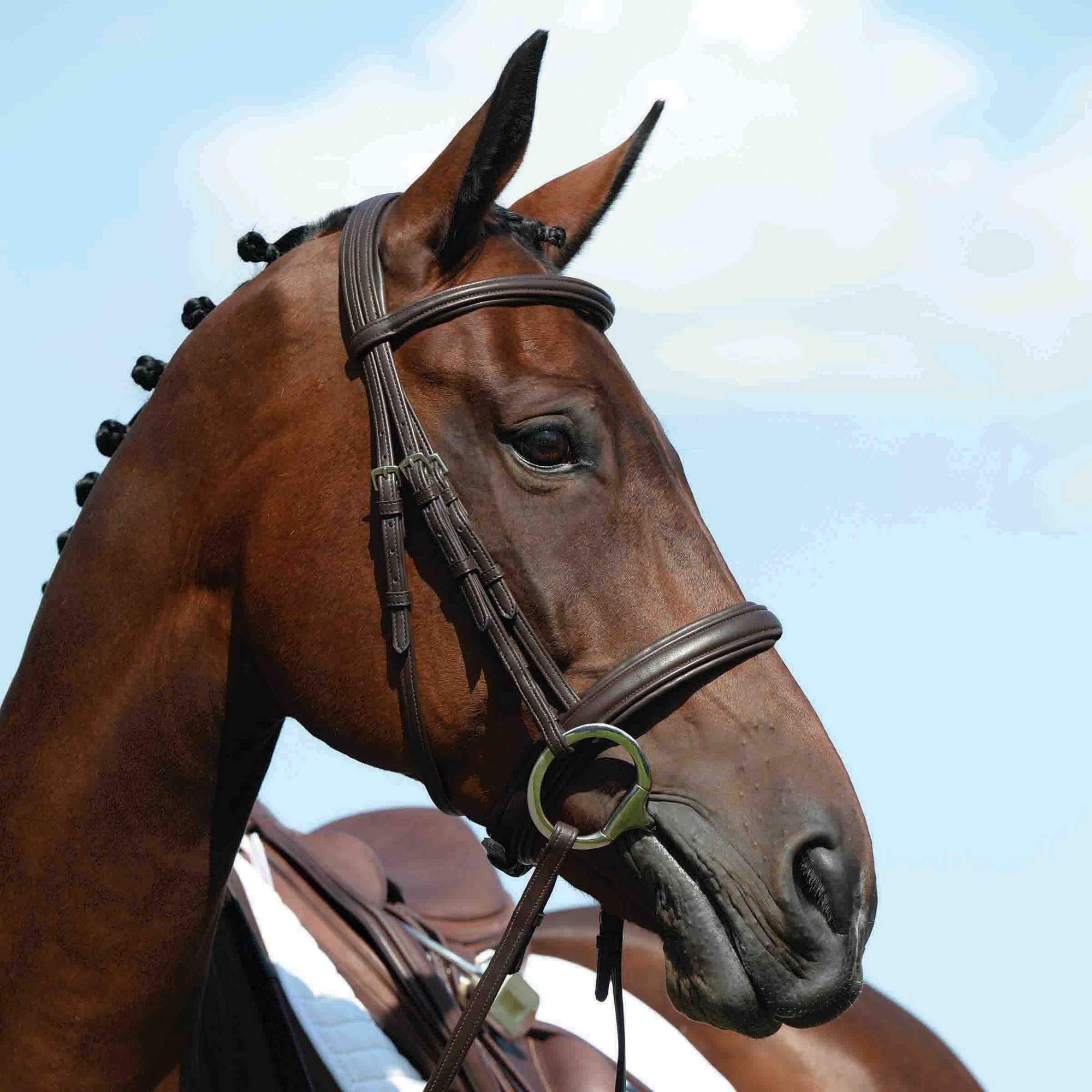 Collegiate - Brida cabezada acolchada Syntovia+ para caballos