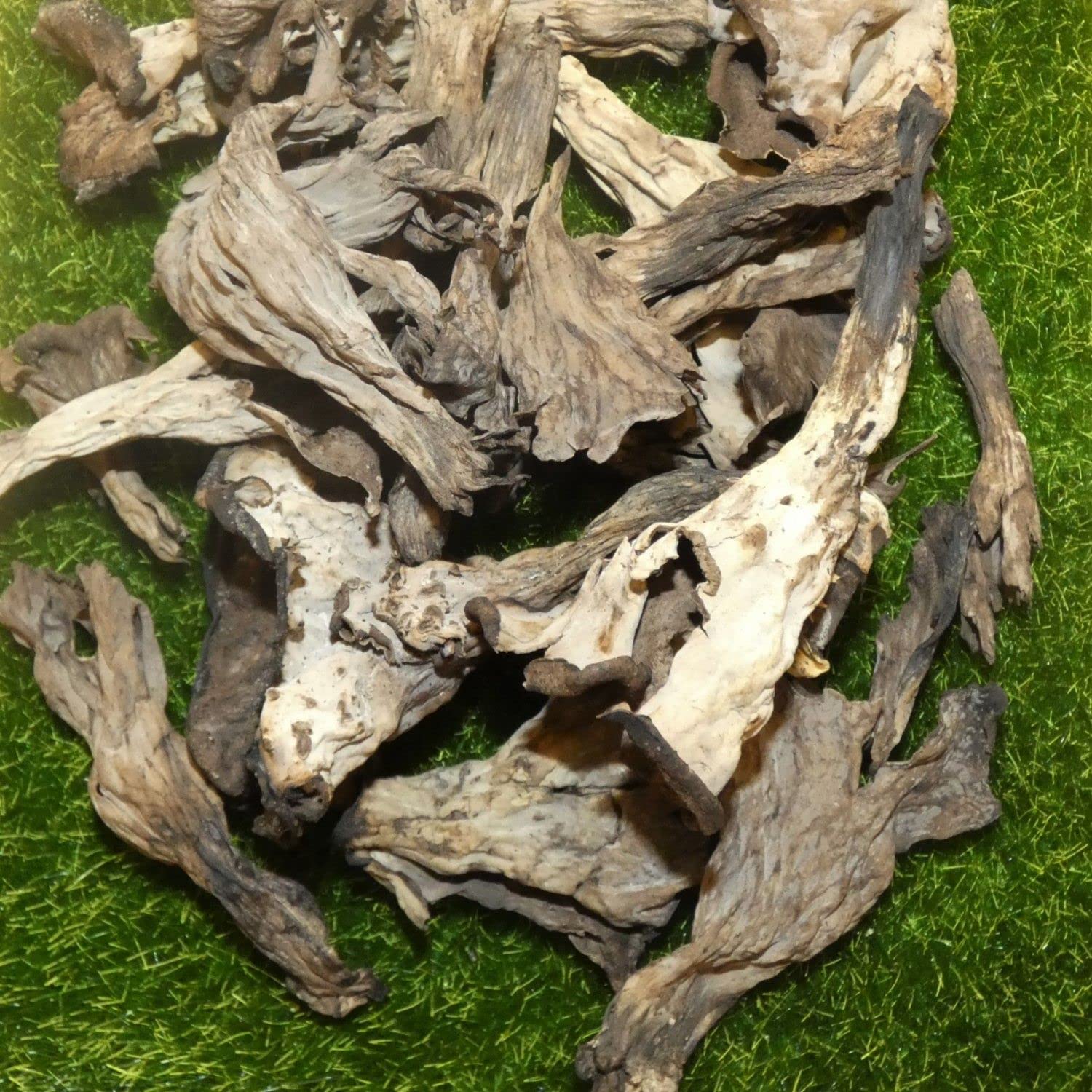Lote de 6 trompetas – Maceta de 100 g