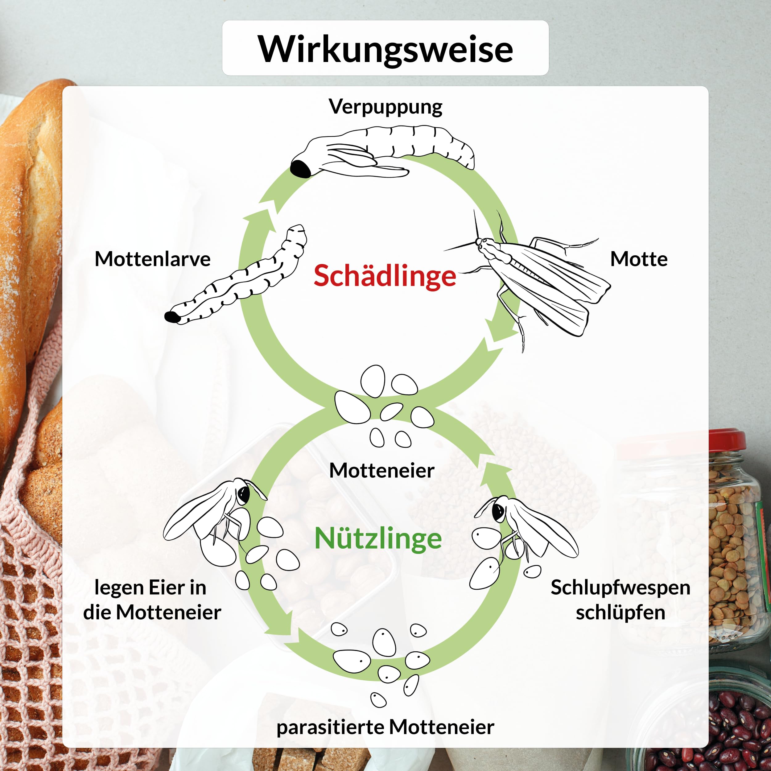 nemabest® Schlupfwespen gegen Lebensmittelmotten – 30 Karten (10 Karten à 3 Lieferungen) zur effektiven Bekämpfung - biologische Alternative zur Mottenfalle oder Pheromonfalle