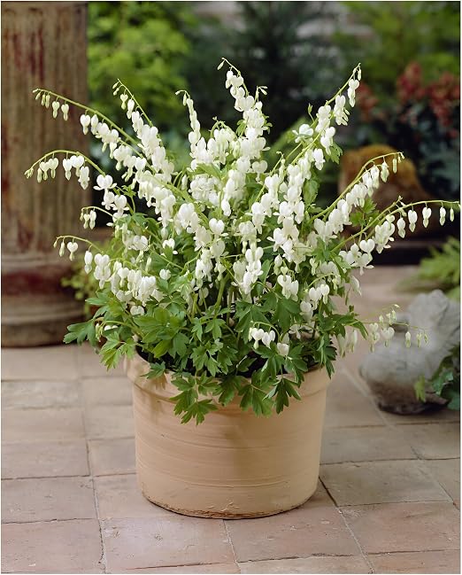 Teppichverbene Samen 200 Stck - Winterharte Stauden Fr Balkon & Garten |  Kruterpflanzen Geschenk Fr Gartenfreunde Samen Kaufen