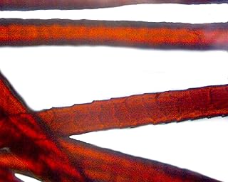 Wool - Microscope Slide