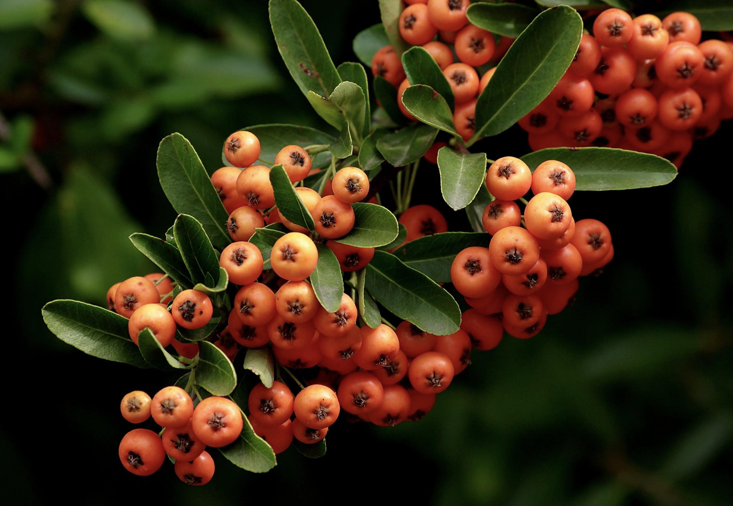 Piracanta arancione nana "Pyracantha coccinea Navaho" Agazzino pianta da siepe sempreverde in vaso 9x9 cm Vivaio di Castelletto