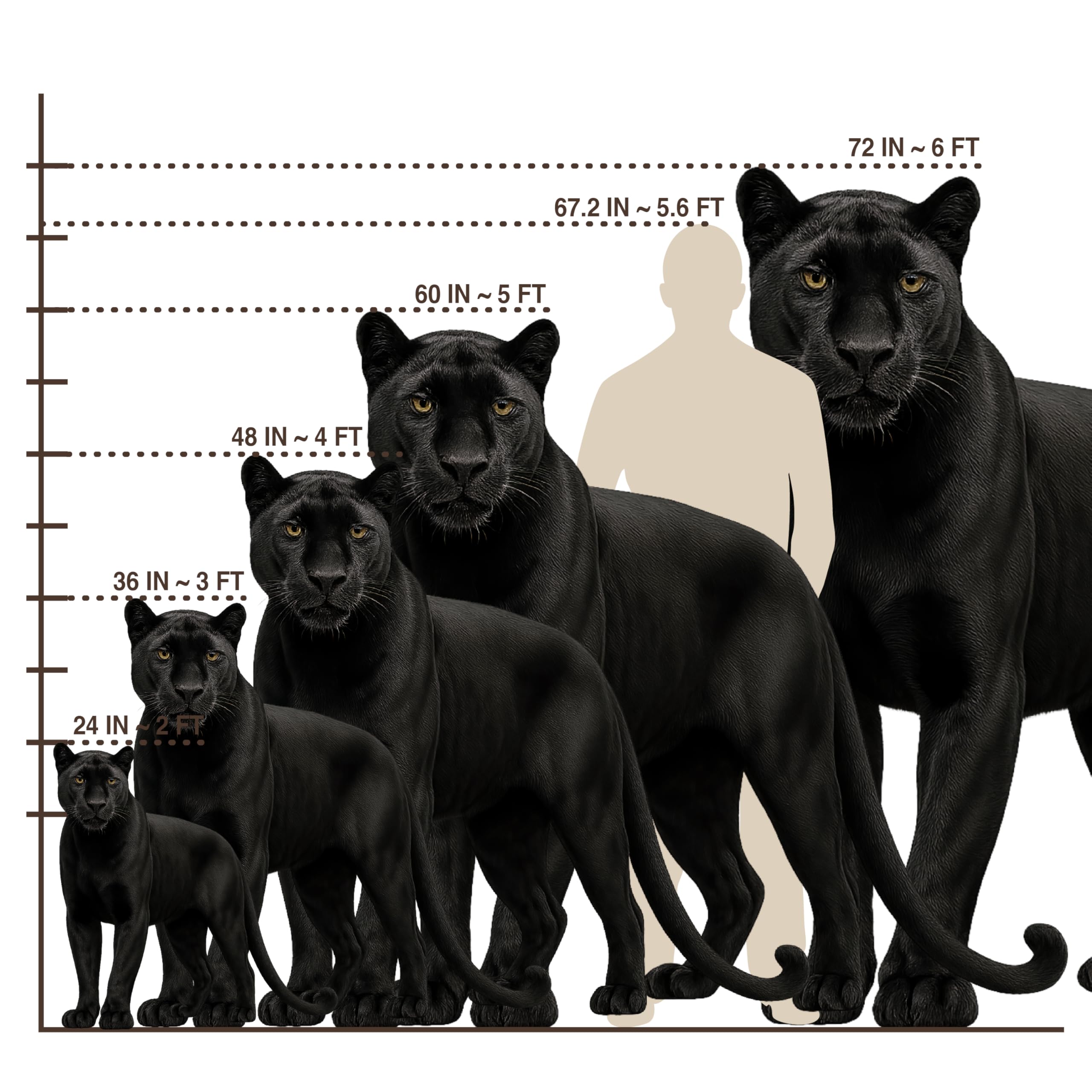 Amazon.com: Black Panther Life Size Standee - 4FT Freestanding