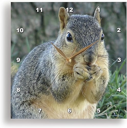 3dRose DPP_6451_1 Reloj de pared, ardilla comiendo bellotas, 10 por 10 pulgadas