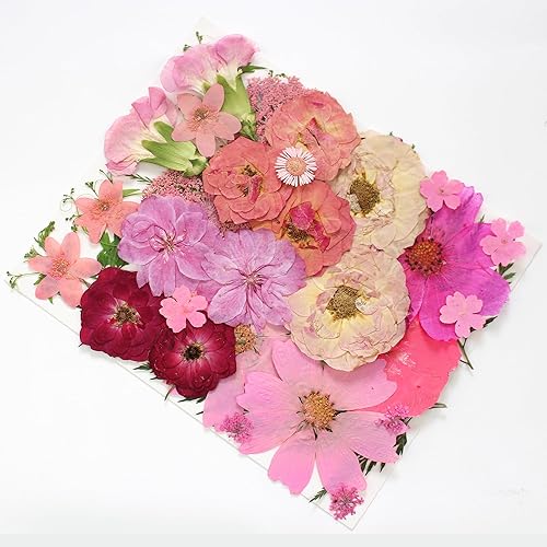 Miniatura 4 de OECOO Flor prensada seca negra y roja grande para resina, gran naturaleza real prensando hojas florales para manualidades, molde, fabricación de