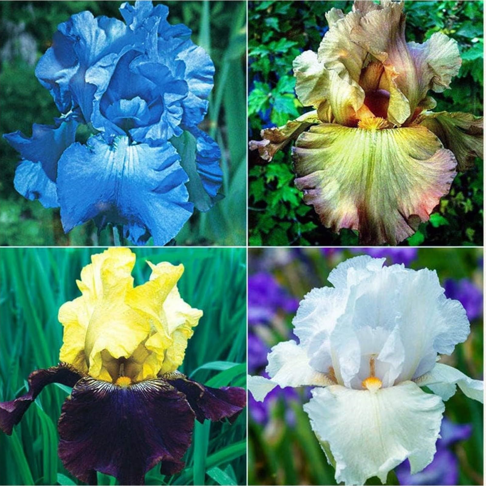 Iris Bulbs for Planting Now UK,Wedding Flowers,Plant Bulbs,Cut Flowers,Hardy Perennial,Garden Flowers,Iris Bulbs,Strong Plants That Grow Well-15Bulbs-G