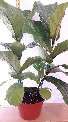 Higuera ficus lyrata gran árbol de interior fácil bote de 8 pulgadas de Fiddle Leaf