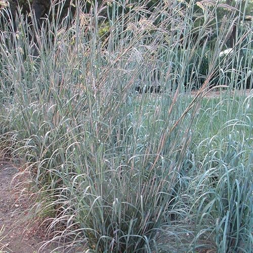 1500 semillas de hierba azul grande para plantar más de 0.16 oz de semillas semillas de hierba de barba ornamental hierba nativa xeriscape paisajismo