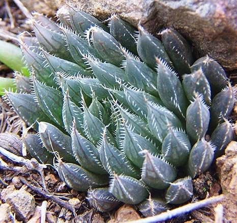 Amazon Co Jp 種子 Haworthia Aristata ハオルチア アリスタータ 翠蓮 ハオルシア 5粒 並行輸入品 ドラッグストア