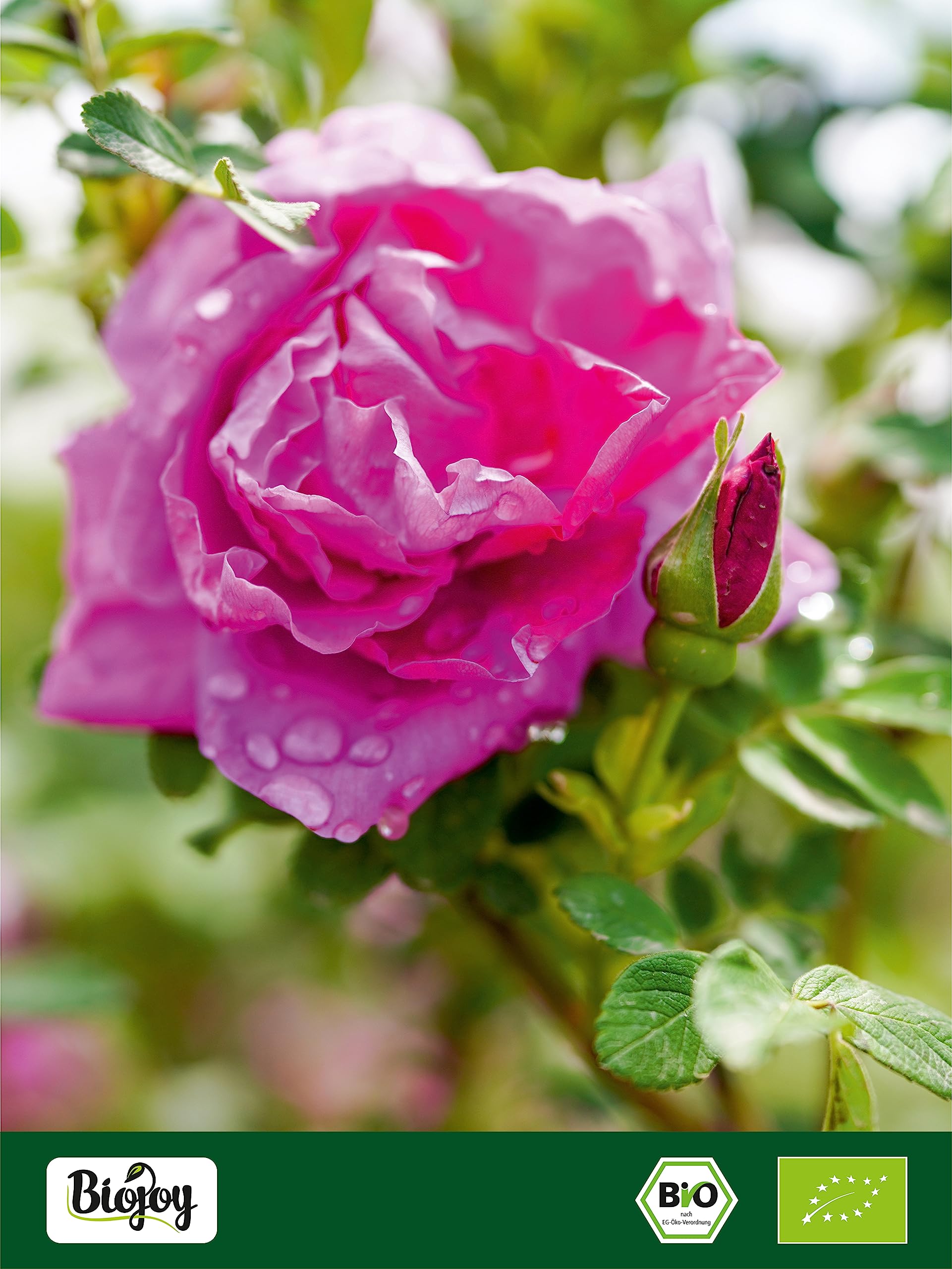 Biojoy Pétales de Rose séchées BIO (200 g), fleurs pour décoration ou rose infusion (Rosa Damascena) (Lot de 2)