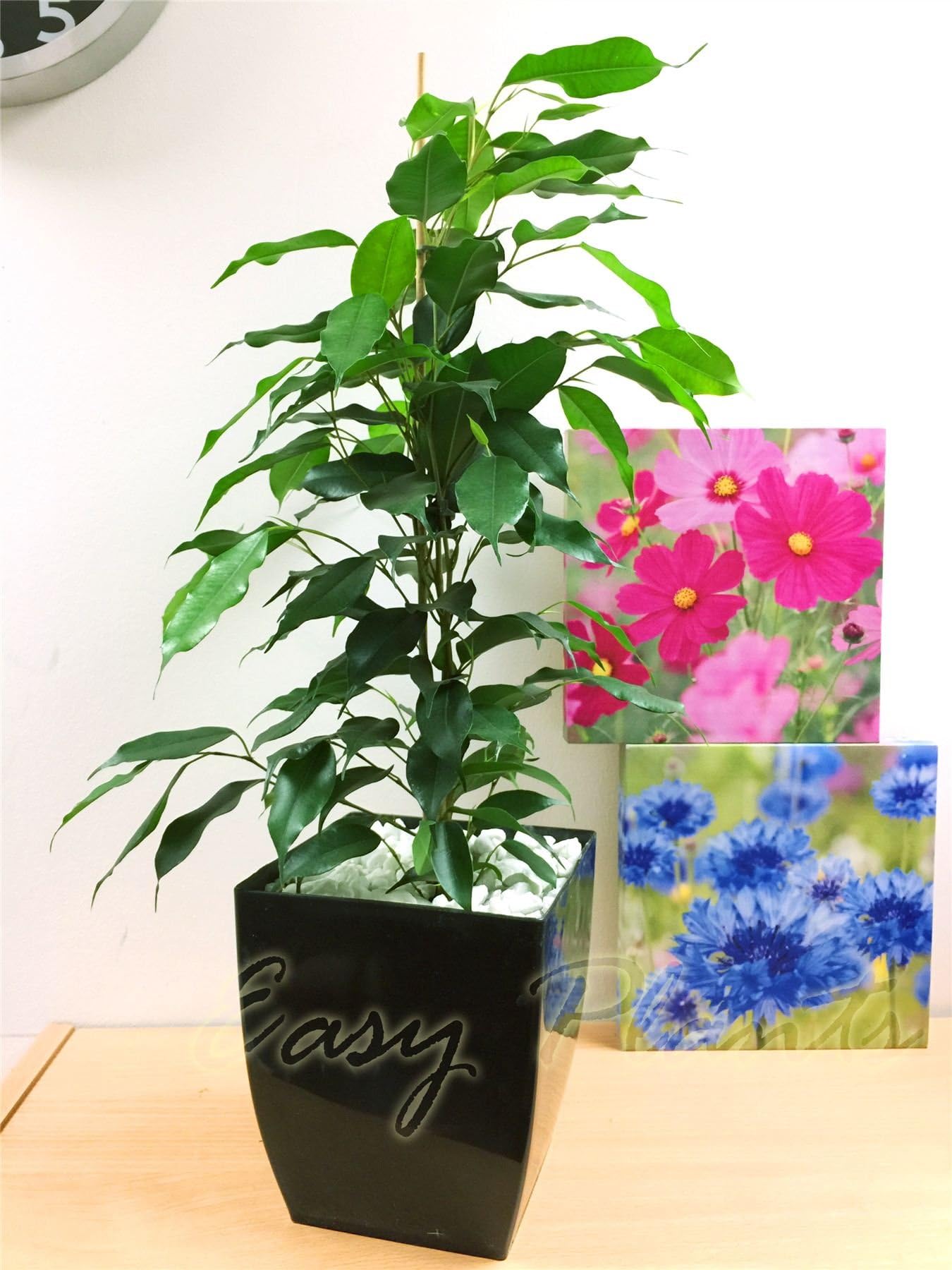 Life Improver 1 Evergreen Weeping Fig Table Plant @ Gloss Black Milano Square Pot