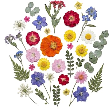 Assorted Dried Flower Petals and Leaves Set - 8 Styles 48pcs Real Pressed Flowers for Crafts Resin Jewelry Making Home Decor Candle Soap Wedding Confetti Scrapbooking Botanical Art