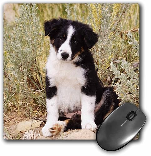 3dRose Border Collie Puppy Dog Na02 Pwo0040 Piperanne Worcester Mouse Pad (mp_140297_1)