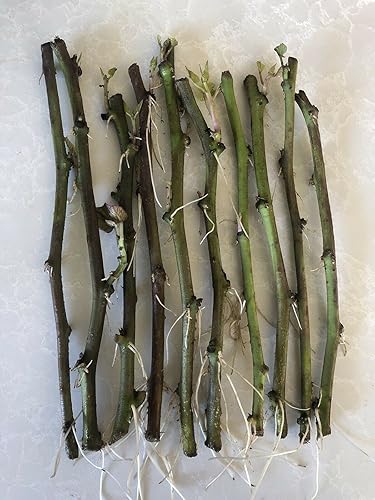 10 hojas de batata enraizadas enredaderas frescas con raíces fáciles de cultivar