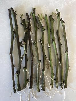 10 Rooted Sweet Potato Slips Fresh Cutting Vines with Roots Easy to Grow