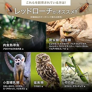 爬虫類・両生類のエサ M100 楽天市場】爬虫類用 コオロギペースト 緑黄色野菜ベジタブル