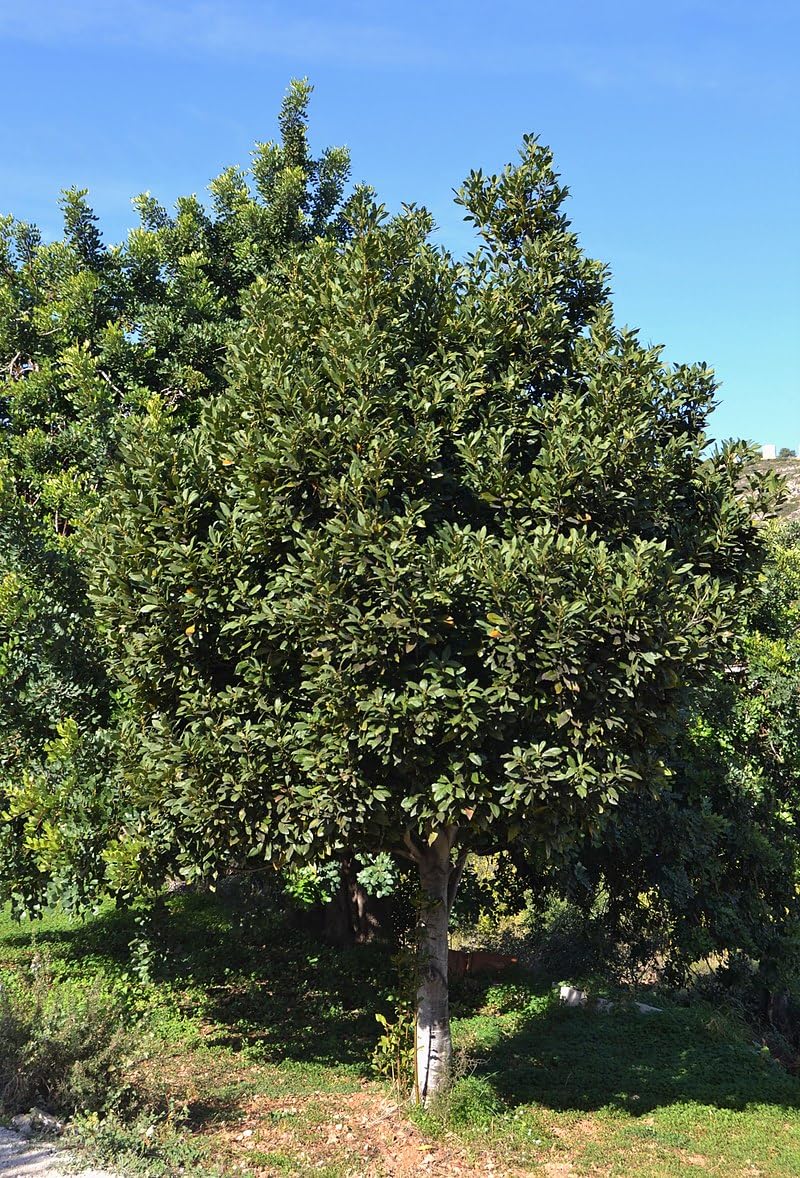 10 Graines de Laurier (Laurus nobilis)