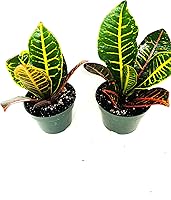 Vista 2 de Croton Plant 2PACK 'CODIAEUM VARIEGATUM Petra' Maceta de 4 pulgadas