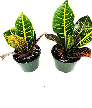 Croton Plant 2PACK 'CODIAEUM VARIEGATUM Petra' 4 inch Pot
