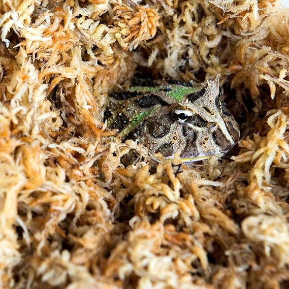 Galapagos (05203) 5-Star Golden Sphagnum Moss | Long-Fiber Snake Bedding, Reptile Substrate & Terrarium Moss for Frogs, Toads, Carnivorous Plants, Leopard Geckos, Snakes, and Amphibians, 1/3 Pound