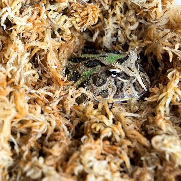 Galapagos (05203) 5-Star Golden Sphagnum Moss | Long-Fiber Snake Bedding, Reptile Substrate & Terrarium Moss for Frogs, Toads, Carnivorous Plants, Leopard Geckos, Snakes, and Amphibians, 1/3 Pound