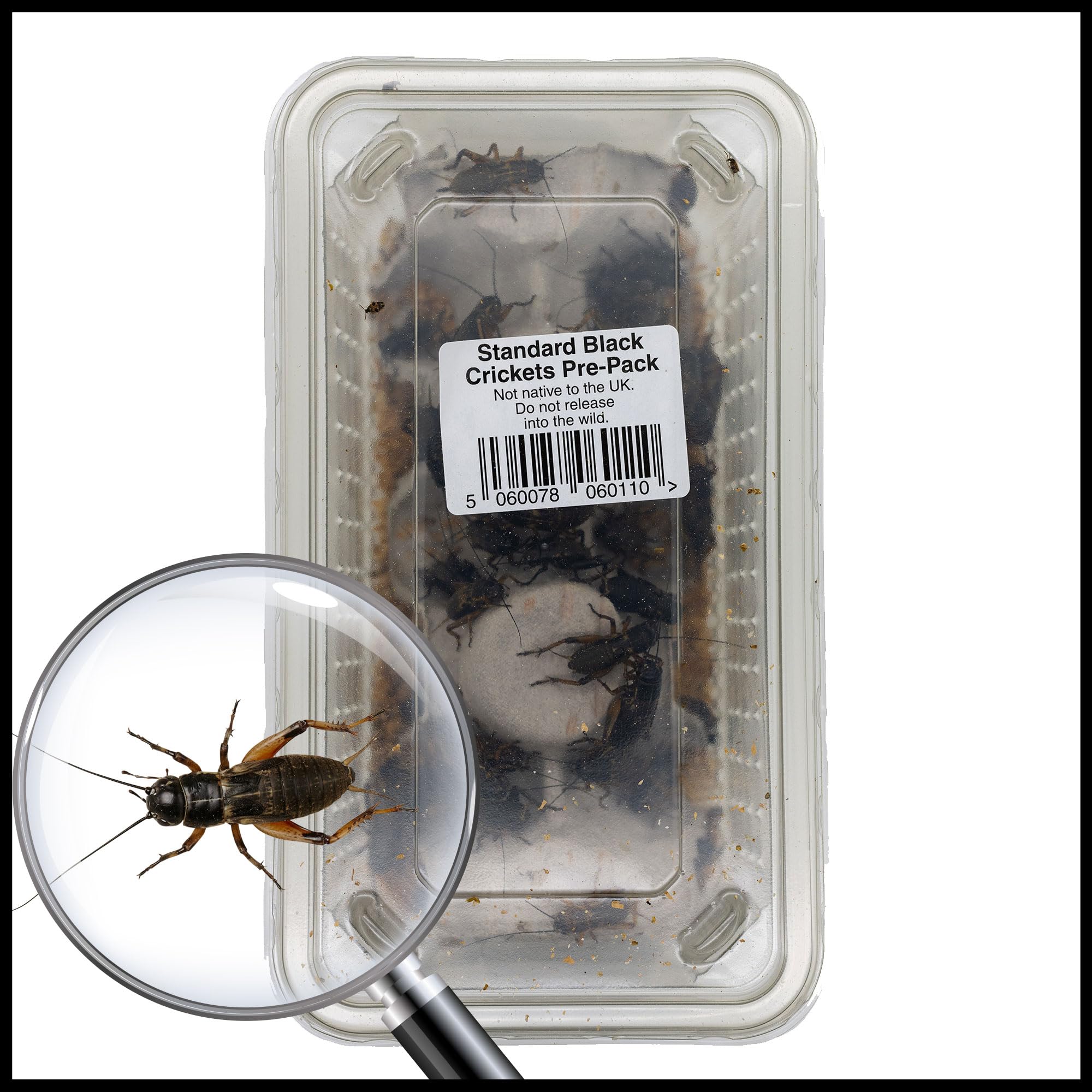 Livefoods4u Standard Large Black Crickets (12-20mm) - Live Food for Reptiles (Tub of Approx 50)