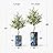 SIGNWIN Olive Tree with Illustrated Vincent Van Gogh Starry Night Vase Astronomy & Space Shapes Minimalism Zen Relax/Calm Multicolor Ultra for Living Room, Bedroom, Office - X-Large 5 Feet (60")