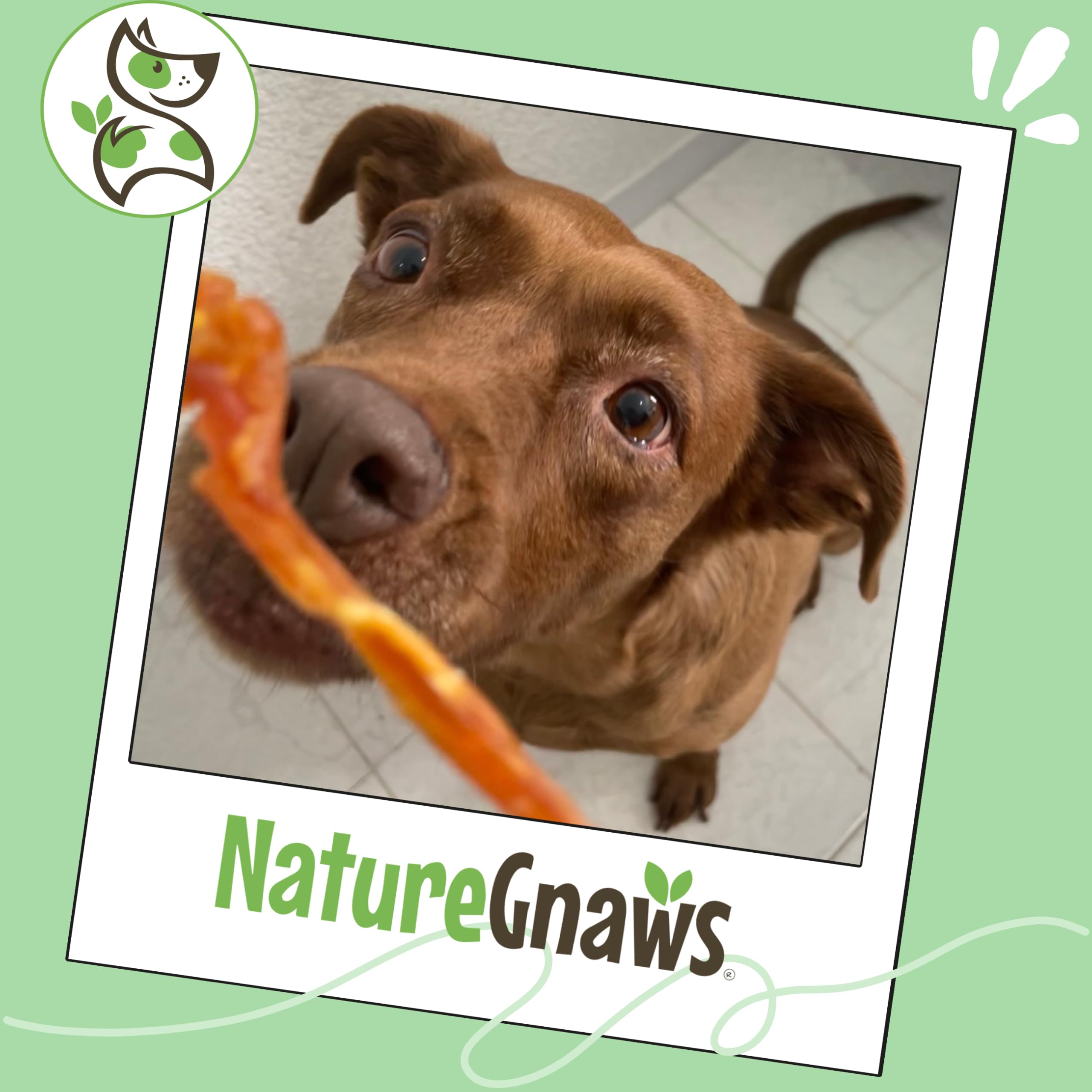 Nature Gnaws Tendones de Pavo para Perros (227 ml) – Delicioso Aperitivo de recompensa sin Cereales para Razas pequeñas, Medianas y Grandes – golosinas Naturales Perros