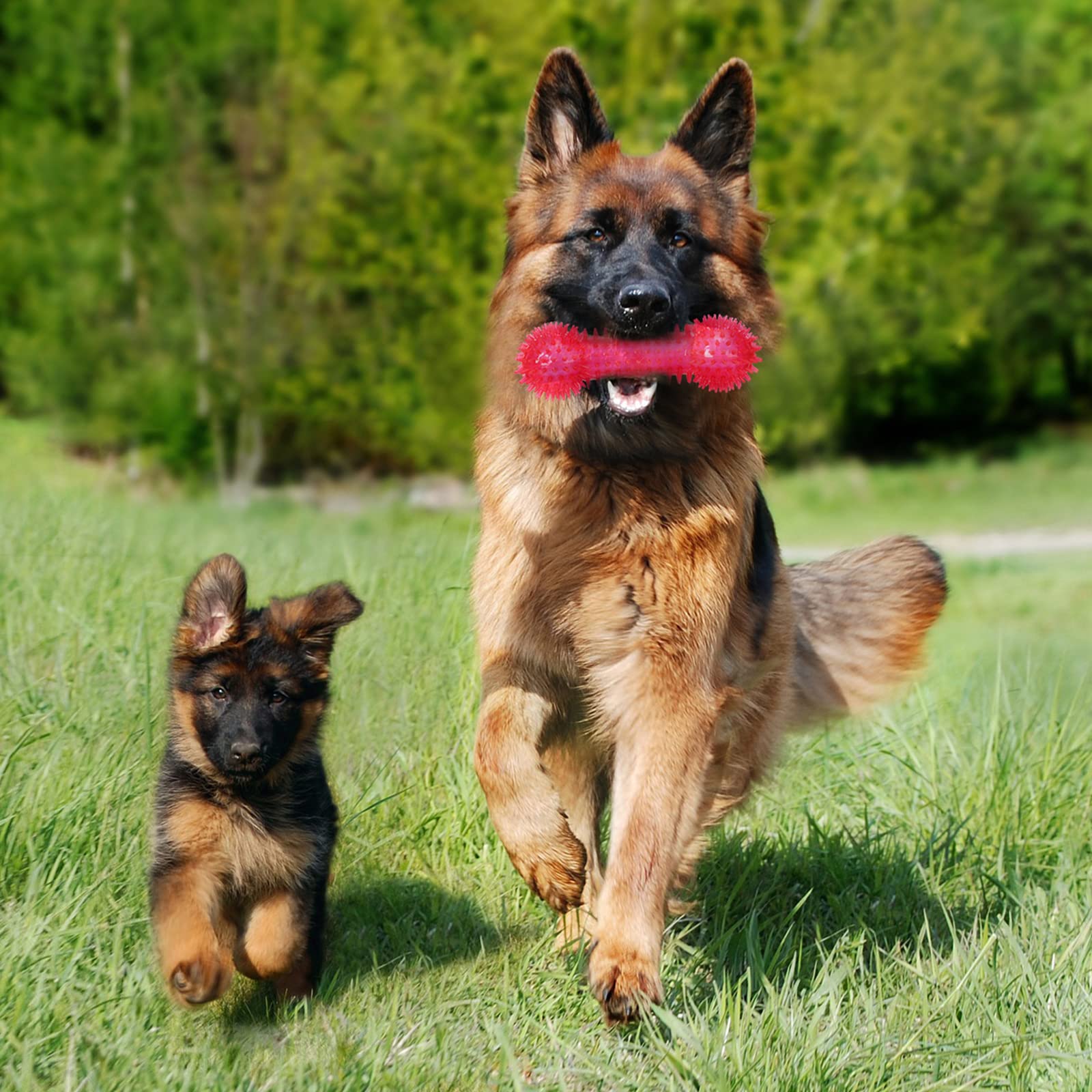 Yexiya Pet Squeak Toys
