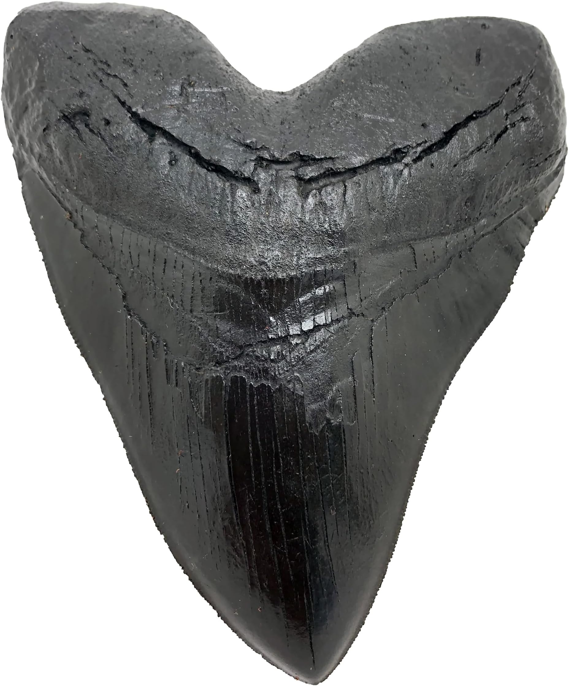 Megalodon Giant Shark Tooth (Black, 1)