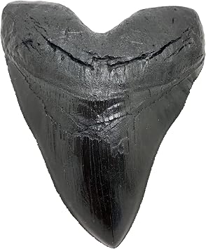 Megalodon Giant Shark Tooth