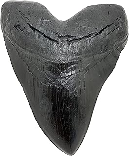 Megalodon Giant Shark Tooth