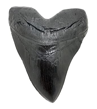Megalodon Giant Shark Tooth Black, 1