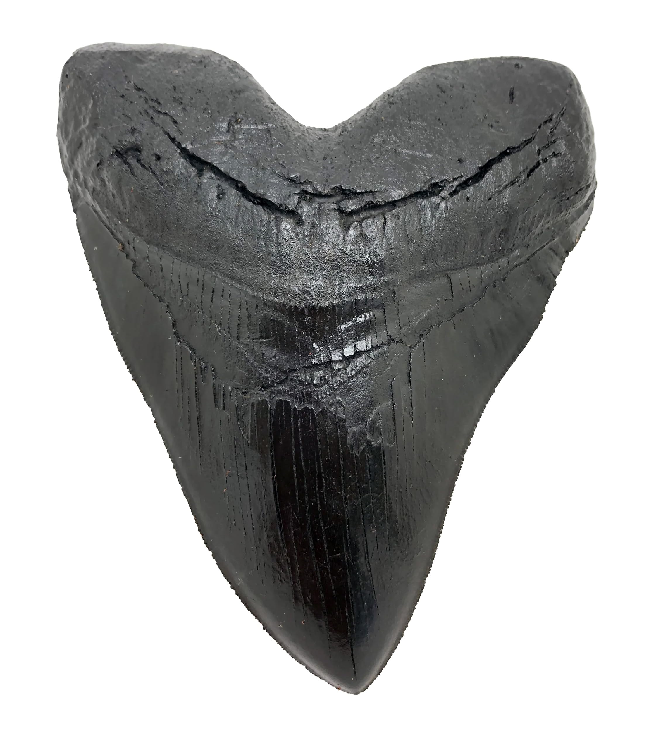 Megalodon Giant Shark Tooth (Black, 1)