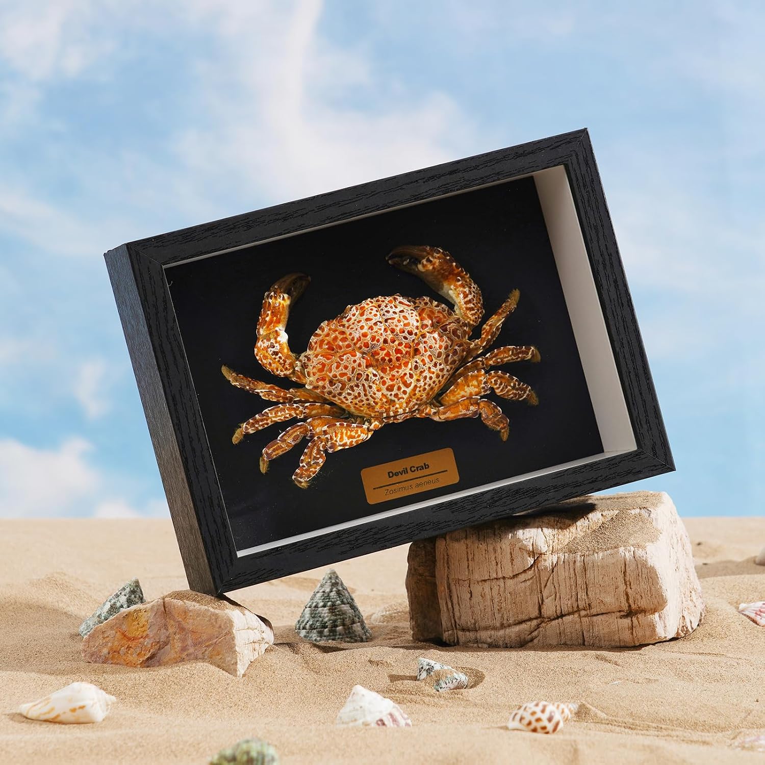 Liyoakyo Real Crab Taxidermy – Framed Preserved Specimen for Coastal Wall Decor, Beach Home Art, or Educational Display (Devil Crab, 7.7 × 5.6 × 2.5 in)