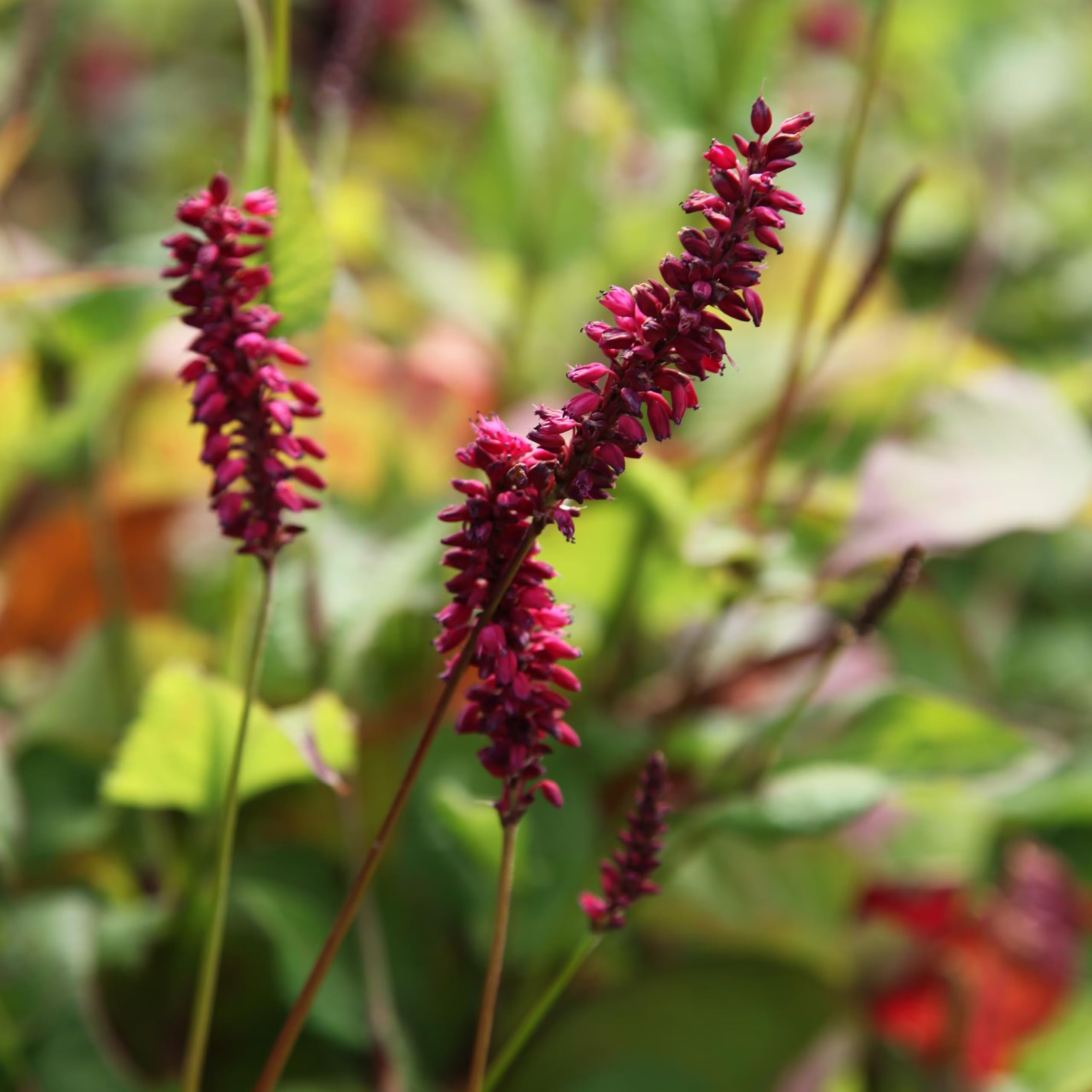 Plant Theory 9cm Pot Bistorta Amplexicaulis Firetail Red Bistort Perennial