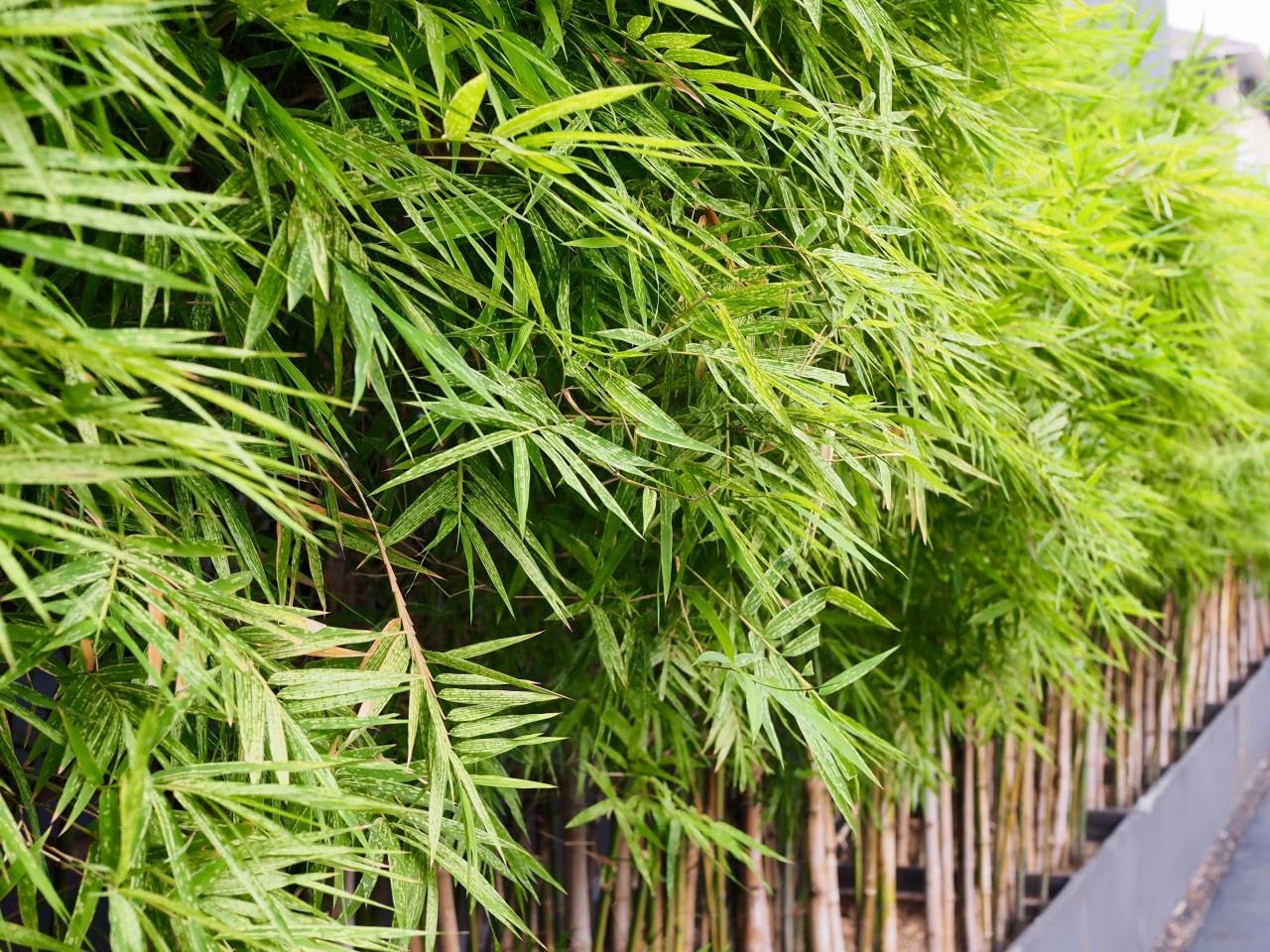 Bamboo plant seeds for fencing || Seeds for fencing bamboo plant || 40 seeds (B0CQYH2N9K) Amazon Price History, Amazon Price Tracker