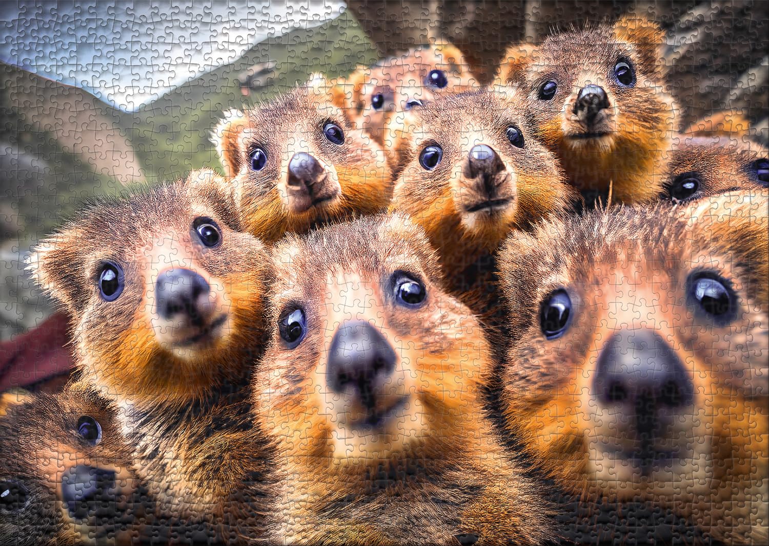 Ulmer Puzzleschmiede, Quokka puzzle ‘Gangs of Australia’, Original animal puzzle with 1000 pieces, the curious quokkas - Image 2