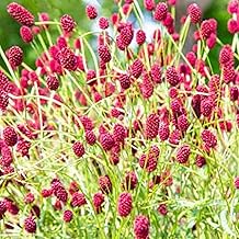 Salad Burnet Seeds - 130 Native UK Wild Flower Seeds for Attracting Birds, Bees, Wildlife, Pollinators, Suitable for Planting and Growing Outdoors in Meadows, Fields and Gardens by Meldon Seeds