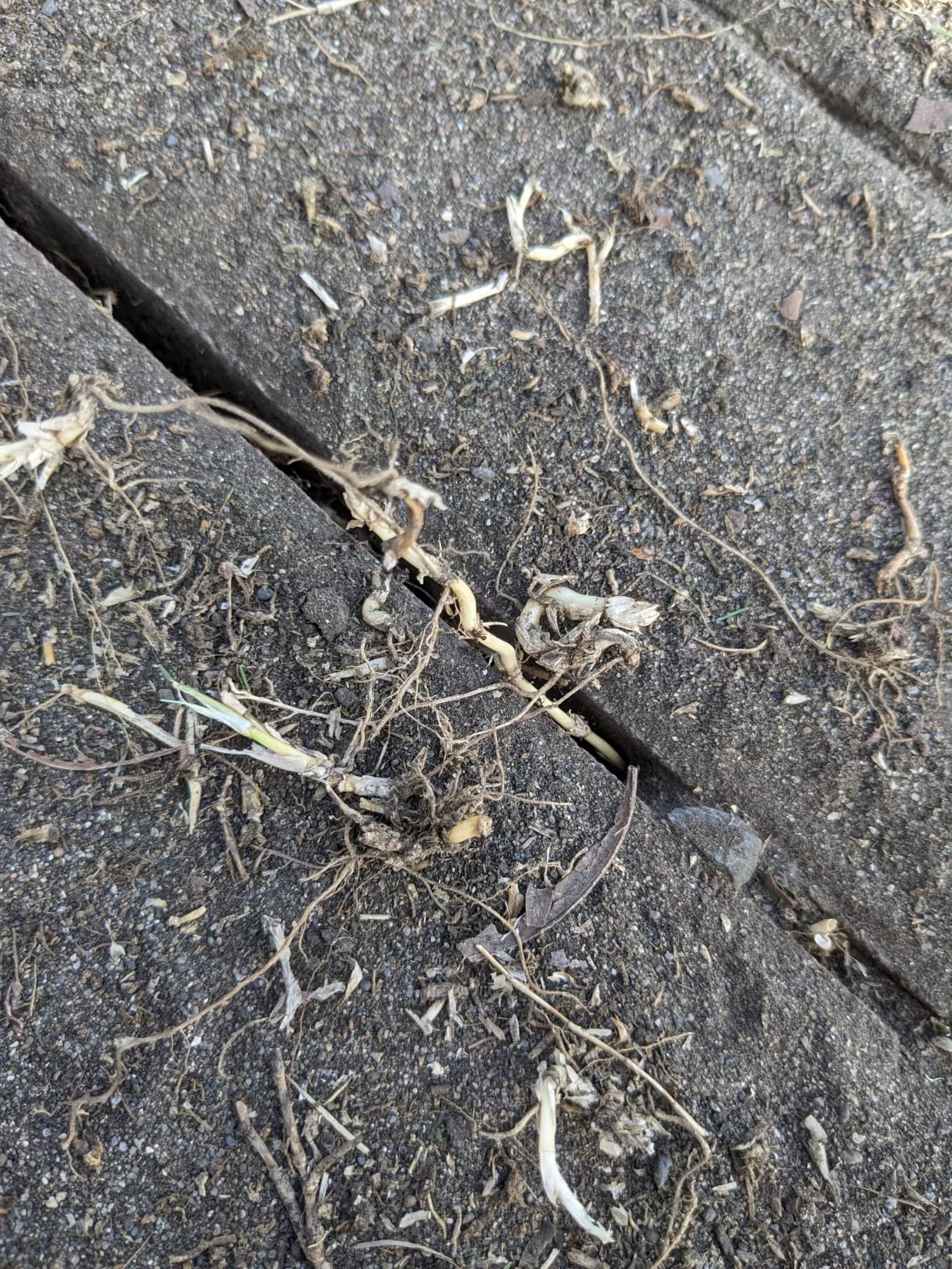 インターロッキング歩道の隙間やアスファルトとエプロンブロックの隙間の草むしりなどに