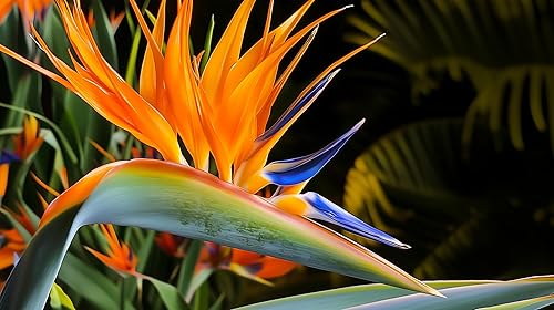 Miniatura 9 de Pájaro naranja del paraíso  Strelitzia Reginae  3 plantas vivas  Espécimen floreciente tropical perenne