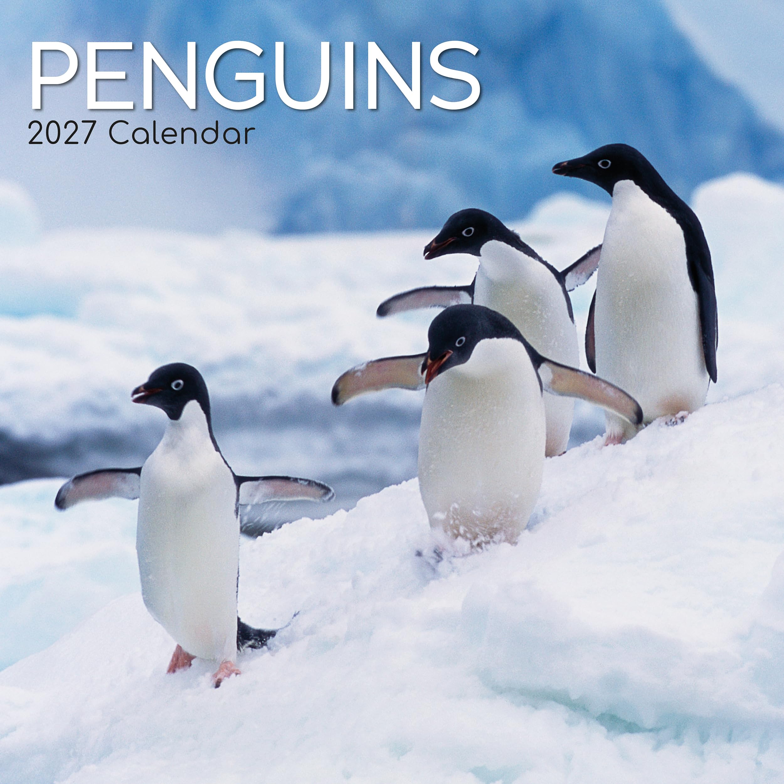 TGSC | Penguins 2026-2027 Calendar, 16-Month Square Wall Calendar (Sept 2026 – Dec 2027), UK Planner with Penguins, For Wildlife Lovers, Home Decor, Office Organiser | 30 x 30 cm
