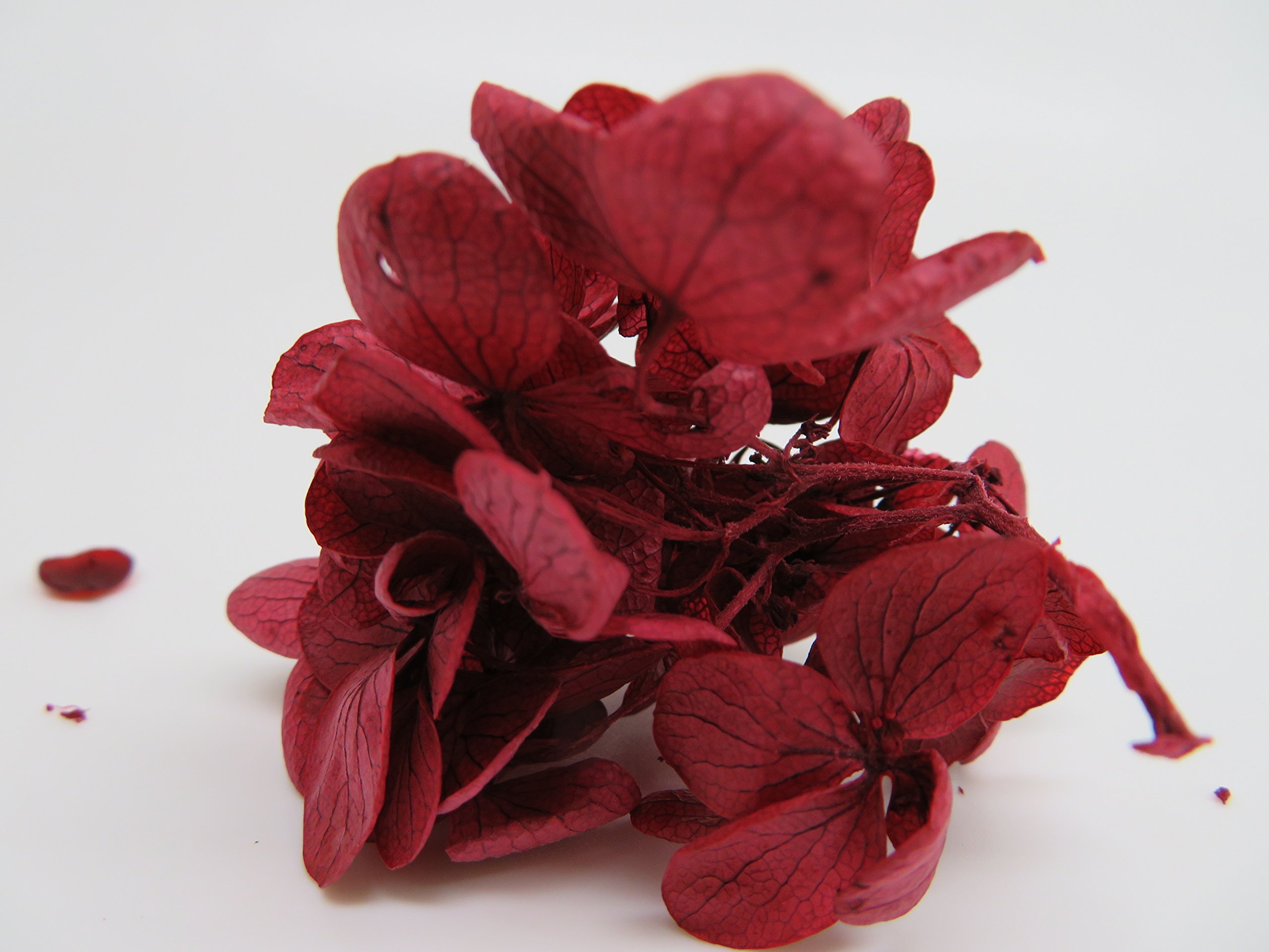 Tanaka Industry ZA-513 Hydrangea Preserved Flowers, Macaron, Wine