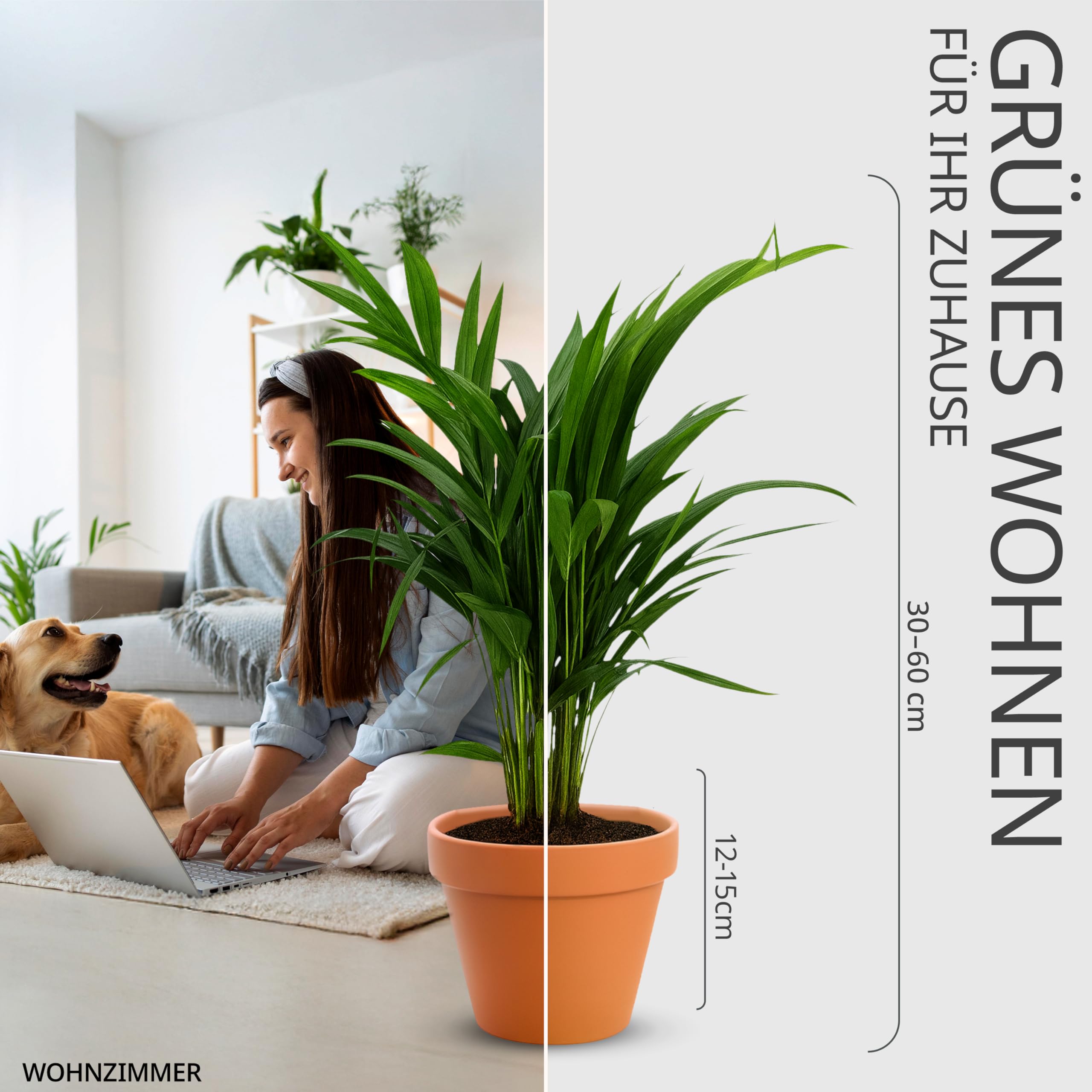 “Tierfreund” Pflanzenset | 5er-Set | Pachira, Bergpalme, Musa, Calathea, Areca | ca. 30-60 cm | Ø 12-15 cm Topf | Ungiftige Zimmerpflanzen für Wohnung und Büro