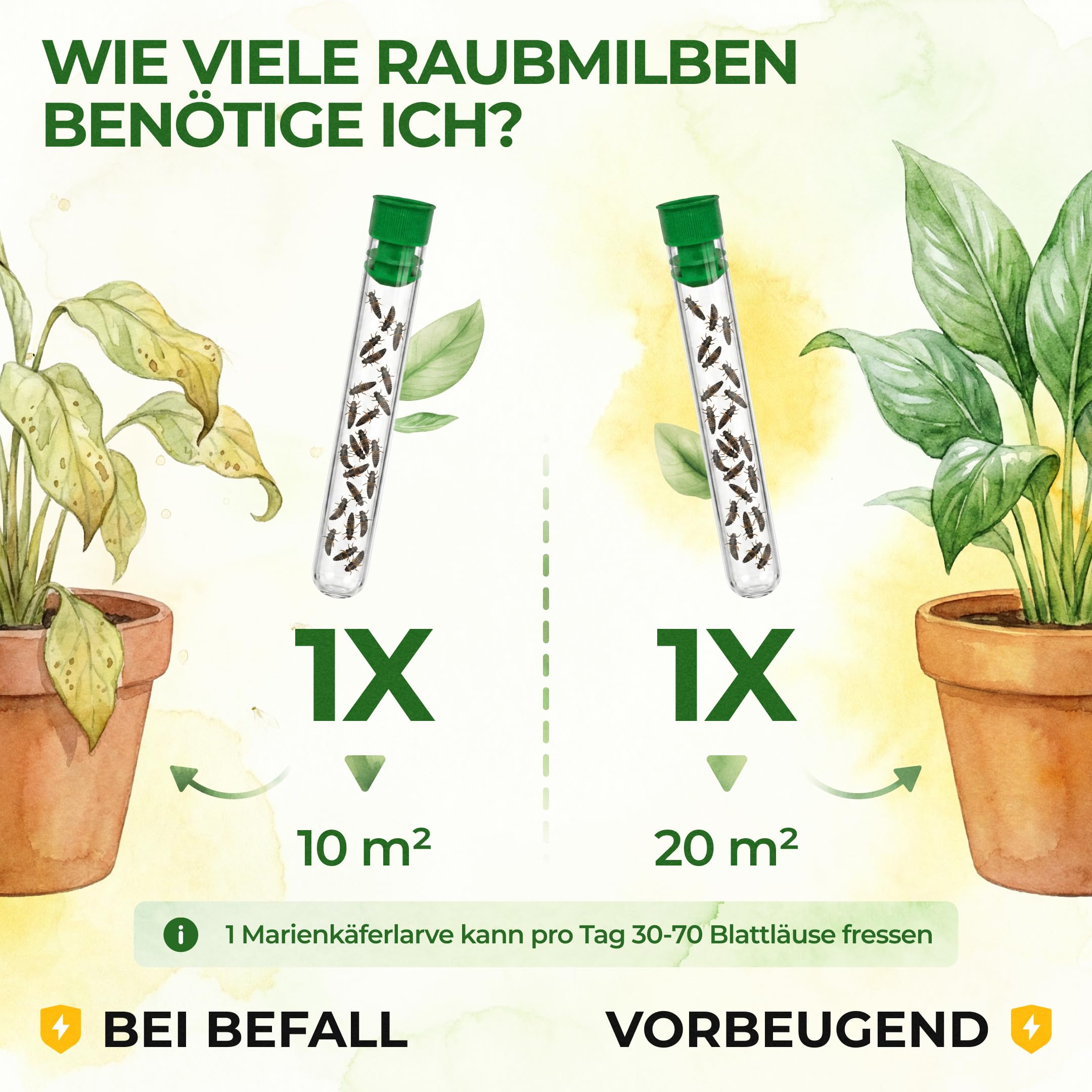 GREEN GUARDIA Australische Marienkäfer Larven gegen Wollläuse, Schmierläuse & Blattläuse – 3X Röhrchen für 30 m² – Natürliche Schädlingsbekämpfung ohne Chemie