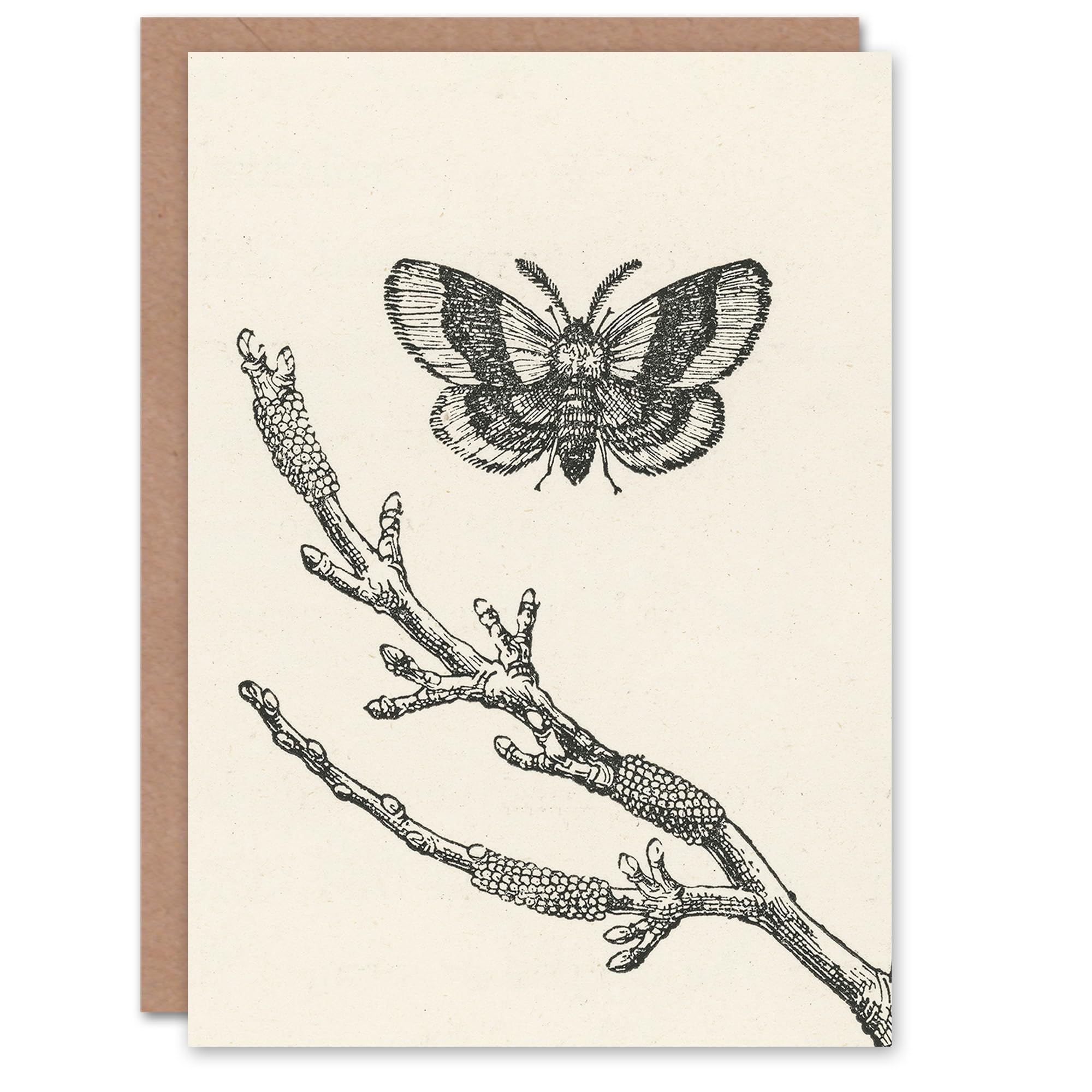 Artery8 John Wright Art Card Fruit Growers Guide Lackey Moth